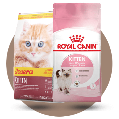 rocopet.ir_dryfood_cat_Kitten